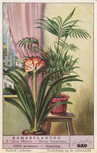 1953 Liebig Kamerplanten (House Plants) (Dutch Text) (F1573, S1574) #5 Clivia Miniata - Kentia Forsteriana Front
