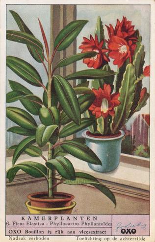 1953 Liebig Kamerplanten (House Plants) (Dutch Text) (F1573, S1574) #6 Ficus Elastica - Phyllocactus Phyllantoides Front