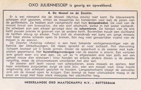 1954 Liebig Langs onze kust (Insects and Molluscs of the shore) (Dutch Text) (F1594, S1592) #4 De Mossel en de Zeester Back