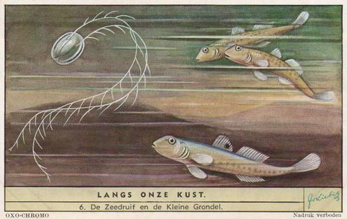 1954 Liebig Langs onze kust (Insects and Molluscs of the shore) (Dutch Text) (F1594, S1592) #6 De Zeedruif en de Kleine Grondel Front