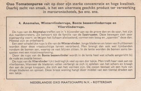 1956 Liebig Rupsen (Caterpillars) (Dutch Text) (F1637, S1639) #4 Anomalus, Wintervlinderrups, Bonte bessenvlinderrups en Vliervlinderrups Back