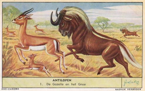 1953 Liebig Antilopen (The Antelope) (Dutch Text) (F1556, S1559) #1 De Gazelle en het Gnoe Front