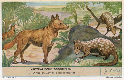 1955 Liebig Australische Zoogdieren (Australian Mammals) (Dutch Text) (F1608, S1612) #1 Dingo en Gevlekte Buidelmarter Front