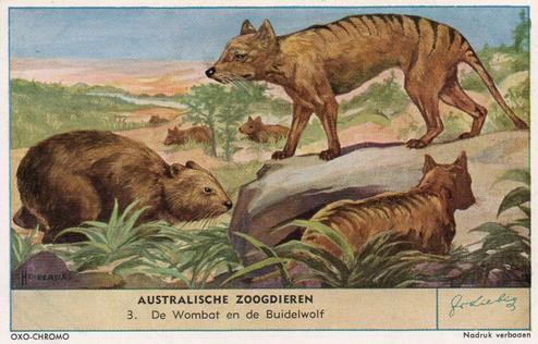 1955 Liebig Australische Zoogdieren (Australian Mammals) (Dutch Text) (F1608, S1612) #3 De Wombat en de Buidelwolf Front