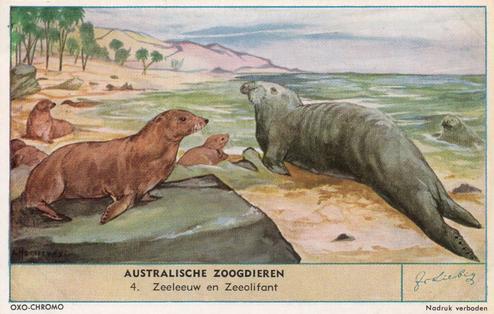 1955 Liebig Australische Zoogdieren (Australian Mammals) (Dutch Text) (F1608, S1612) #4 Zeeleeuw en Zeeolifant Front