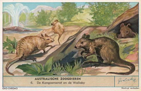 1955 Liebig Australische Zoogdieren (Australian Mammals) (Dutch Text) (F1608, S1612) #6 De Kangoeroerat en de Wallaby Front