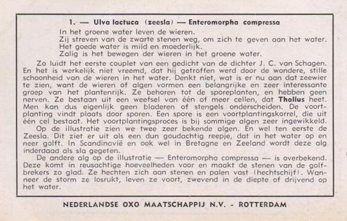 1953 Liebig/Oxo Zeewieren en algen op onze kusten (Algae) (Dutch Text) (F1554, S1557) #1 Ulva lactuca (zeesla) - Enteromorpha compressa Back
