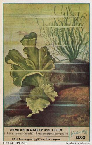 1953 Liebig/Oxo Zeewieren en algen op onze kusten (Algae) (Dutch Text) (F1554, S1557) #1 Ulva lactuca (zeesla) - Enteromorpha compressa Front