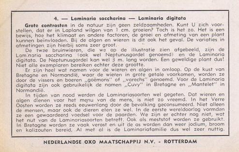 1953 Liebig/Oxo Zeewieren en algen op onze kusten (Algae) (Dutch Text) (F1554, S1557) #4 Laminaria saccharina - Laminaria digitata Back