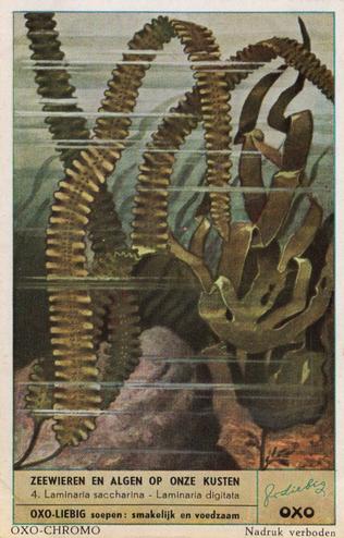 1953 Liebig/Oxo Zeewieren en algen op onze kusten (Algae) (Dutch Text) (F1554, S1557) #4 Laminaria saccharina - Laminaria digitata Front