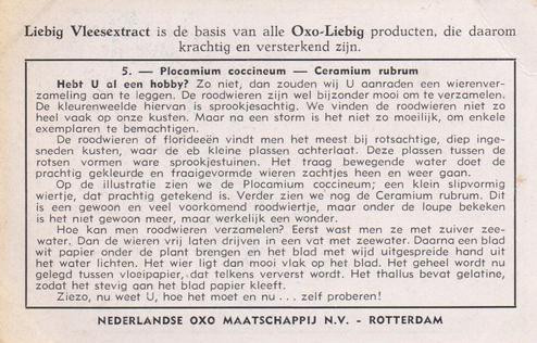 1953 Liebig/Oxo Zeewieren en algen op onze kusten (Algae) (Dutch Text) (F1554, S1557) #5 Plocamium coccineum - Ceramium rubrum Back
