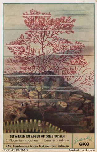 1953 Liebig/Oxo Zeewieren en algen op onze kusten (Algae) (Dutch Text) (F1554, S1557) #5 Plocamium coccineum - Ceramium rubrum Front