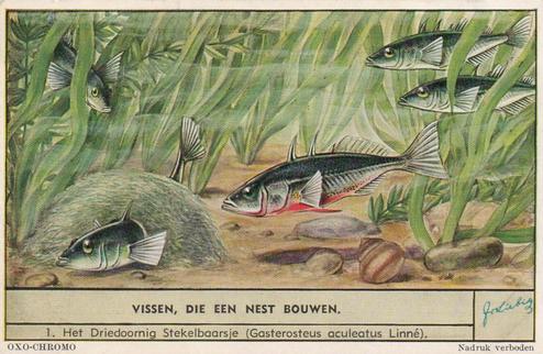 1954 Liebig Vissen, die een next bouwen (Fish and their habitat) (Dutch Text) (F1593, S1597) #1 Het Driedoornig Stekelbaarsje (Gasterosteus aculeatus Linne) Front