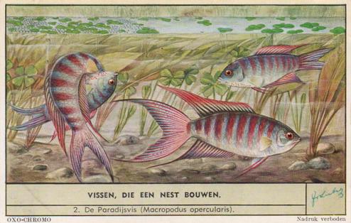 1954 Liebig Vissen, die een next bouwen (Fish and their habitat) (Dutch Text) (F1593, S1597) #2 De Paradijsvis (Macropodus opercularis) Front