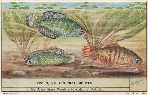 1954 Liebig Vissen, die een next bouwen (Fish and their habitat) (Dutch Text) (F1593, S1597) #5 De Argentijnse Parelvis (Cynolebias Balotti) Front