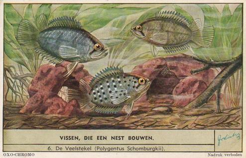 1954 Liebig Vissen, die een next bouwen (Fish and their habitat) (Dutch Text) (F1593, S1597) #6 De Veelstekel (Polygentus Schomburgkii) Front