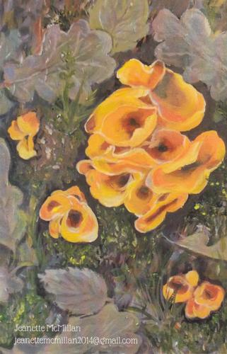 2022 Metchosin Mushrooms #1 Orange Peel Fungus Front