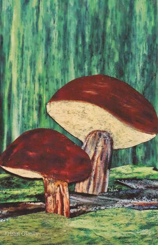 2022 Metchosin Mushrooms #4 Admirable Bolete Front