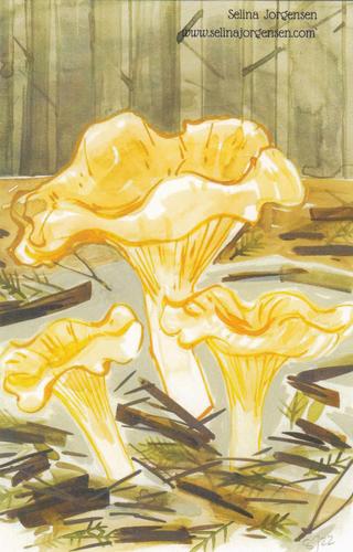 2022 Metchosin Mushrooms #6 Pacific Golden Chanterelle Front