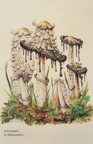 2022 Metchosin Mushrooms #9 Shaggy Mane Front