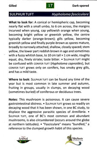 2022 Metchosin Mushrooms #17 Sulphur Tuft Back