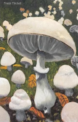 2022 Metchosin Mushrooms #23 White Parasol Front