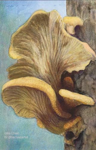 2022 Metchosin Mushrooms #28 Oyster Mushroom Front