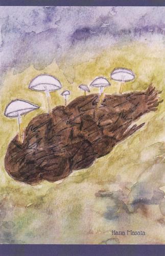 2022 Metchosin Mushrooms #30 Douglas-Fir Cone Mushroom Front