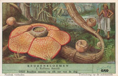 1952 Liebig/Oxo Reuzenbloemen (Large Flowers) (Dutch Text) (F1540, S1536) #1 Rafflesia Arnoldi Front