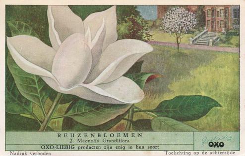 1952 Liebig/Oxo Reuzenbloemen (Large Flowers) (Dutch Text) (F1540, S1536) #2 Magnolia Grandiflora Front