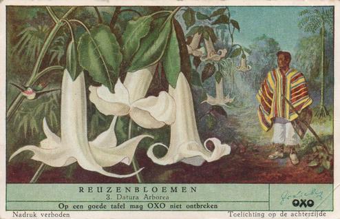 1952 Liebig/Oxo Reuzenbloemen (Large Flowers) (Dutch Text) (F1540, S1536) #3 Datura Arborea Front
