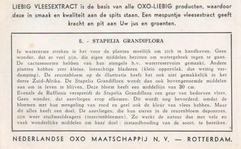 1952 Liebig/Oxo Reuzenbloemen (Large Flowers) (Dutch Text) (F1540, S1536) #5 Stapelia Grandiflora Back
