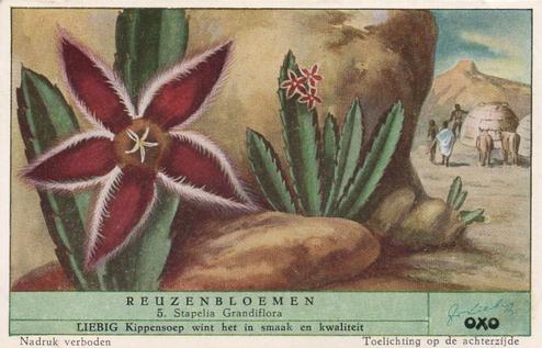 1952 Liebig/Oxo Reuzenbloemen (Large Flowers) (Dutch Text) (F1540, S1536) #5 Stapelia Grandiflora Front