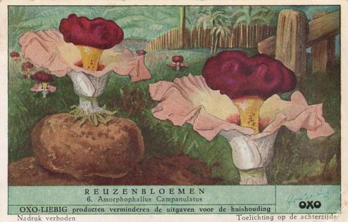 1952 Liebig/Oxo Reuzenbloemen (Large Flowers) (Dutch Text) (F1540, S1536) #6 Amorphophallus Campanulatus Front