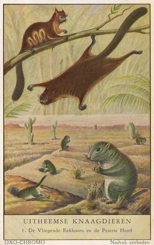 1954 Liebig/Oxo Uitheemse Knaagdieren (Unusual Rodents) (Dutch Text) (F1597, S1600) #1 De Vliegende Eekhoorn en de Prairie Hond Front