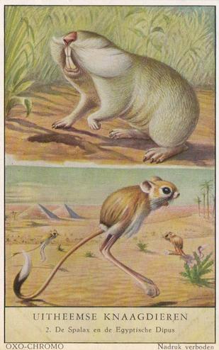 1954 Liebig/Oxo Uitheemse Knaagdieren (Unusual Rodents) (Dutch Text) (F1597, S1600) #2 De Spalax en de Egyptische Dipus Front