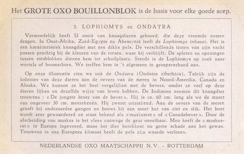 1954 Liebig/Oxo Uitheemse Knaagdieren (Unusual Rodents) (Dutch Text) (F1597, S1600) #3 Lophiomys en Ondatra Back