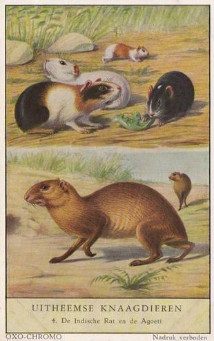 1954 Liebig/Oxo Uitheemse Knaagdieren (Unusual Rodents) (Dutch Text) (F1597, S1600) #4 De Indische Rat en de Agoeti Front