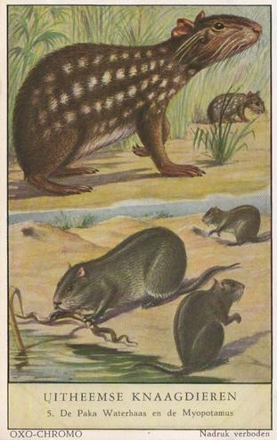 1954 Liebig/Oxo Uitheemse Knaagdieren (Unusual Rodents) (Dutch Text) (F1597, S1600) #5 De Paka Waterhaas en de Myopotamus Front