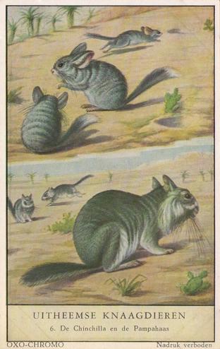1954 Liebig/Oxo Uitheemse Knaagdieren (Unusual Rodents) (Dutch Text) (F1597, S1600) #6 De Chinchilla en de Pampahaas Front