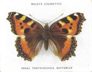 1938 Wills's Butterflies & Moths #7 Small Tortoiseshell Butterfly Front