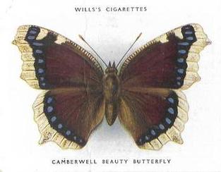 1938 Wills's Butterflies & Moths #8 Camberwell Beauty Butterfly Front
