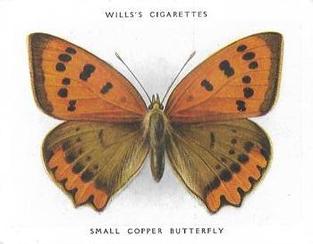 1938 Wills's Butterflies & Moths #17 Small Copper Butterfly Front