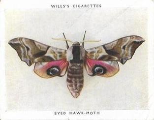 1938 Wills's Butterflies & Moths #22 Eyed Hawk-Moth Front