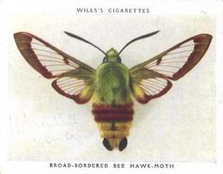 1938 Wills's Butterflies & Moths #23 Broad-Boarded Bee Hawk-Moth Front