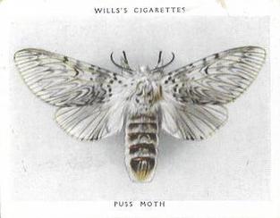 1938 Wills's Butterflies & Moths #24 Puss Moth Front