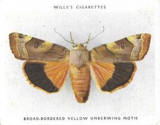 1938 Wills's Butterflies & Moths #28 Broad-Bordered Yellow Underwing Moth Front