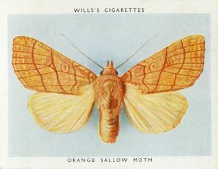 1938 Wills's Butterflies & Moths #30 Orange Sallow Moth Front