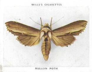 1938 Wills's Butterflies & Moths #31 Mullein Moth Front