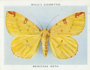 1938 Wills's Butterflies & Moths #36 Brimstone Moth Front